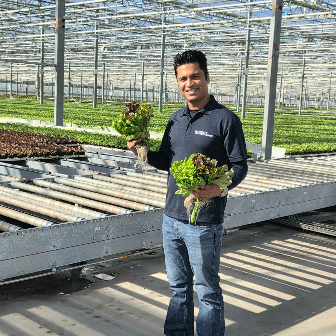 法人向け - スタッフとレタス