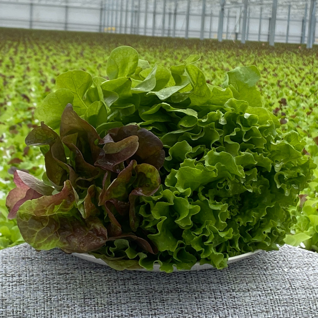 収穫レタスの盛り合わせ