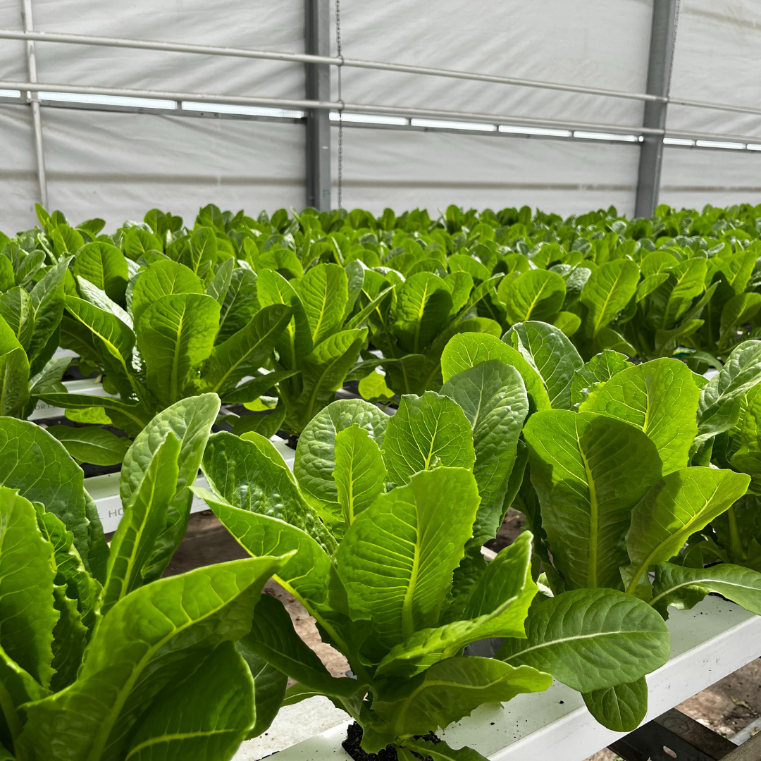 SDGs - 栽培中のレタス