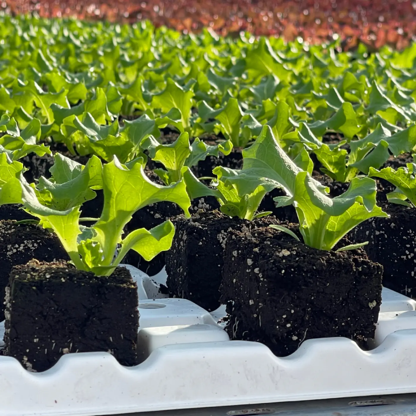 栽培中のレタス苗