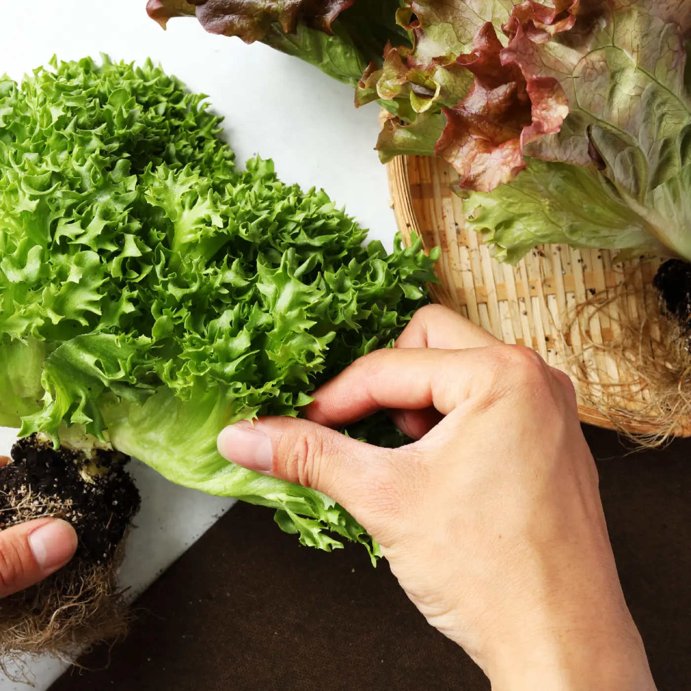 手作業での収穫