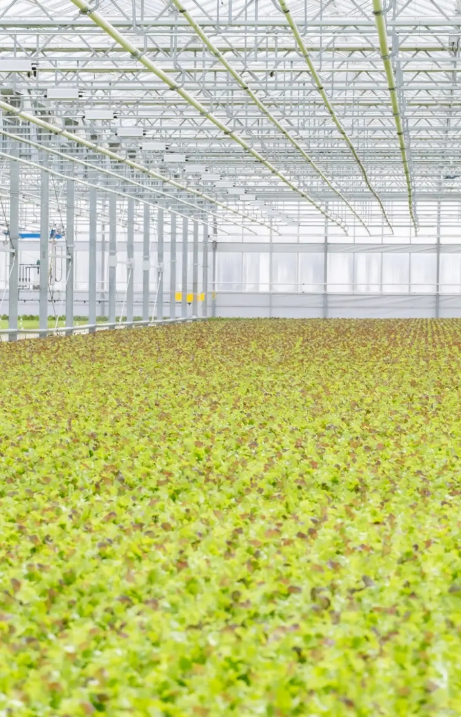 工場内部の栽培エリア全景