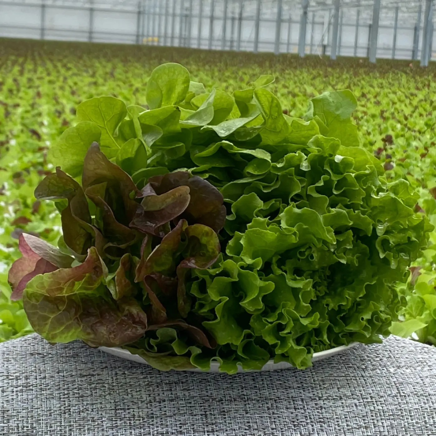 収穫レタスの盛り合わせ